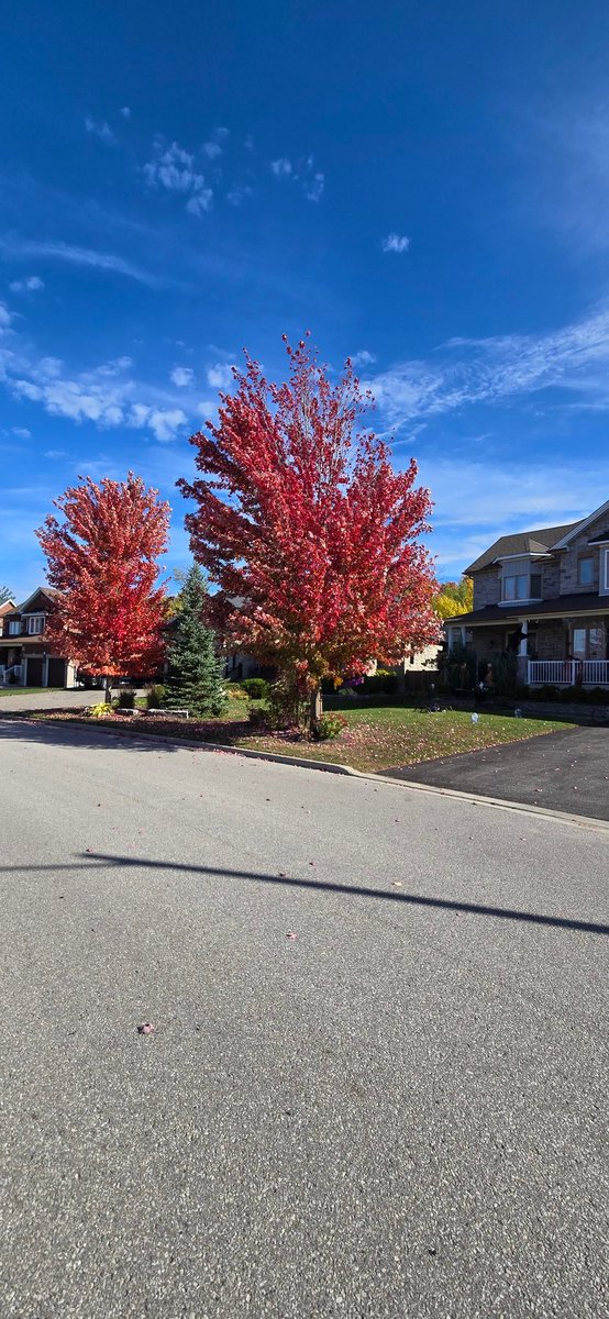 Gantosj's tweet image. I love this season, colors change drawing a beautiful picture 
#fallcolors #Fall