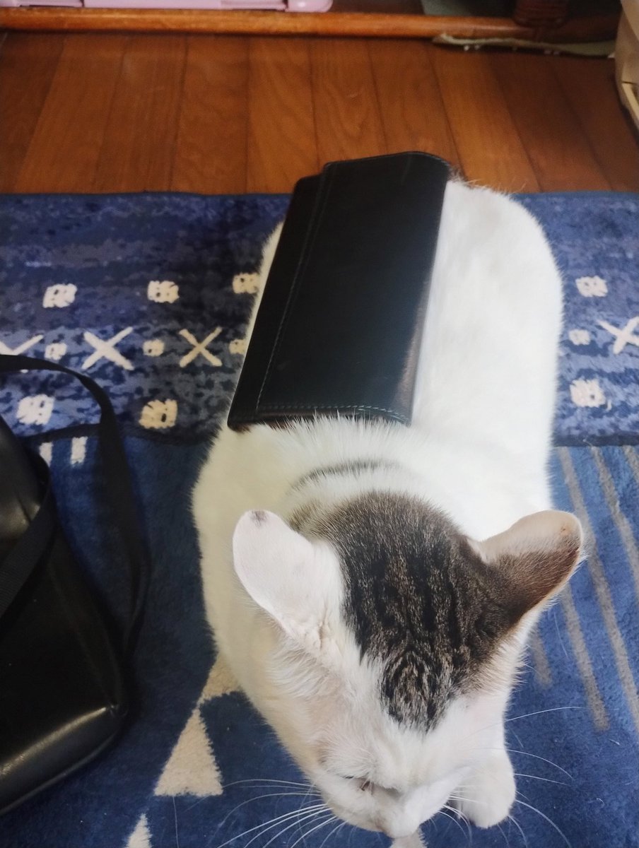 ねこ Amazon.co.jp: 安川眞慈額 招き猫 I9114-80 : ホーム＆キッチン