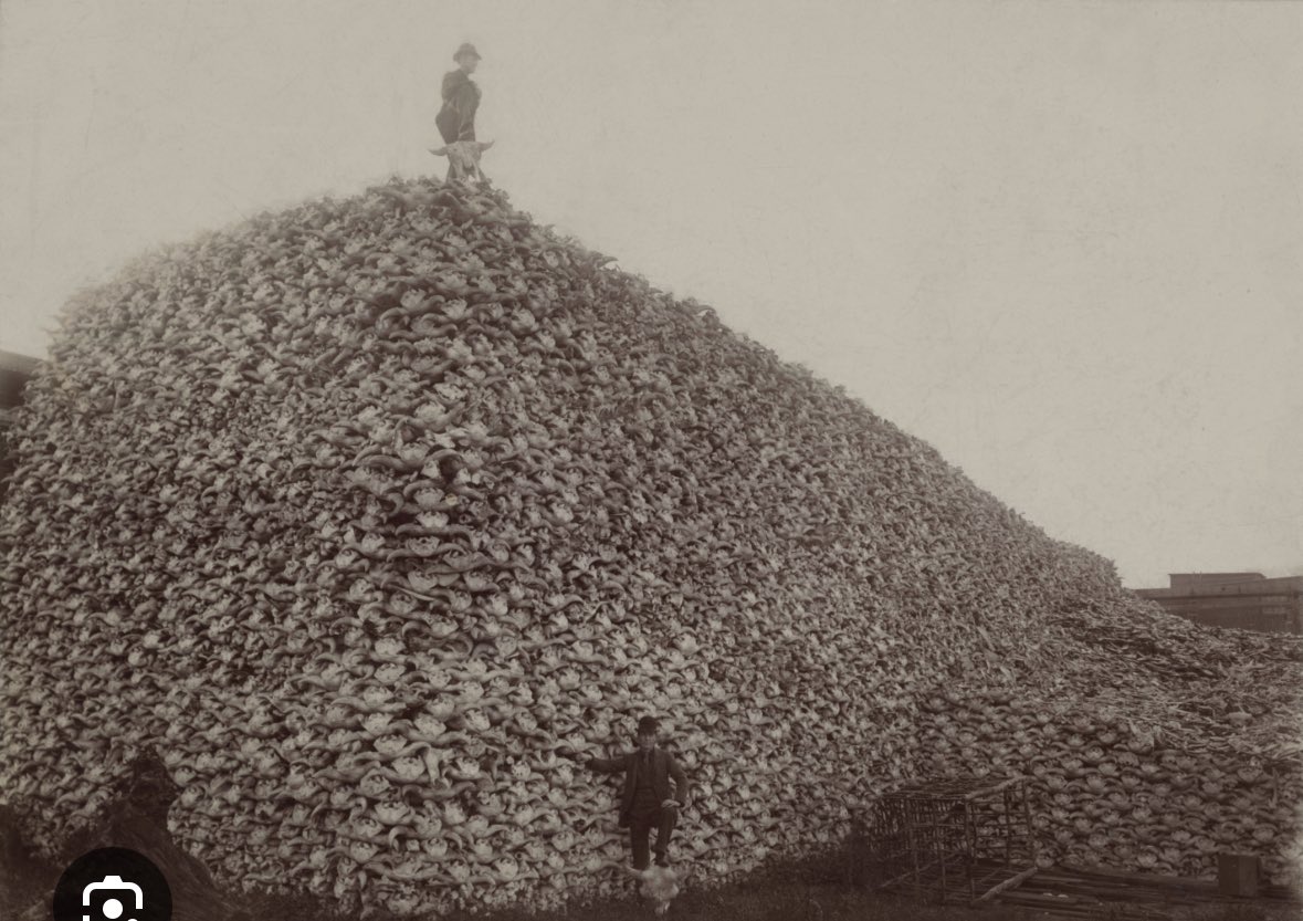 <a href="/dr_duchesne/">Dr. Ricardo Duchesne</a> Reminder that this is what white people did to the American bison.