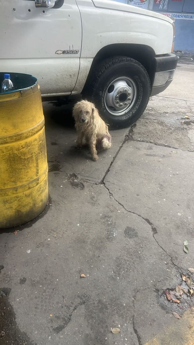 PerroUsuario's tweet image. AYUDAAAAA URGENTE RP @maritesotelo: #DifundirURGENTE
"Perrito Abandonado. Está Mal me enviaron esa foto el perro está enfermo Mal. Necesita Urgente que Alguien lo rescate está en La Bomba de Gasolina ⛽ en la #Circunvalación de #Catia 
☎️04242000909  ☎️04129540142"