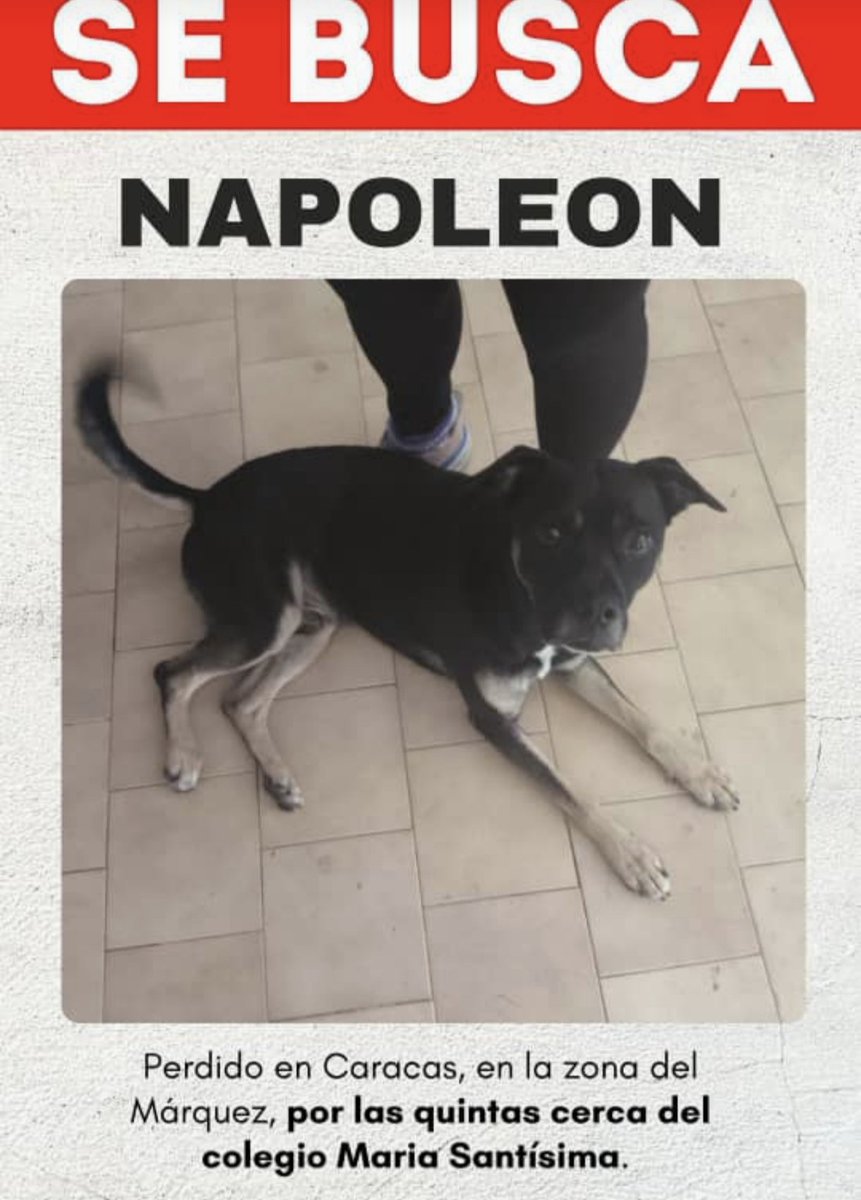gracon27's tweet photo. #Caracas
#ElMarques
🚨🚨🚨🚨🚨🚨🚨🚨🚨🚨
Se perdió ayer y aún no aparece🥹💔🐶
Favor difundir🙏🏻🪽
Gracias🇻🇪🤗
Contacto: 04242267861 https://t.co/7tFjR7pyTC