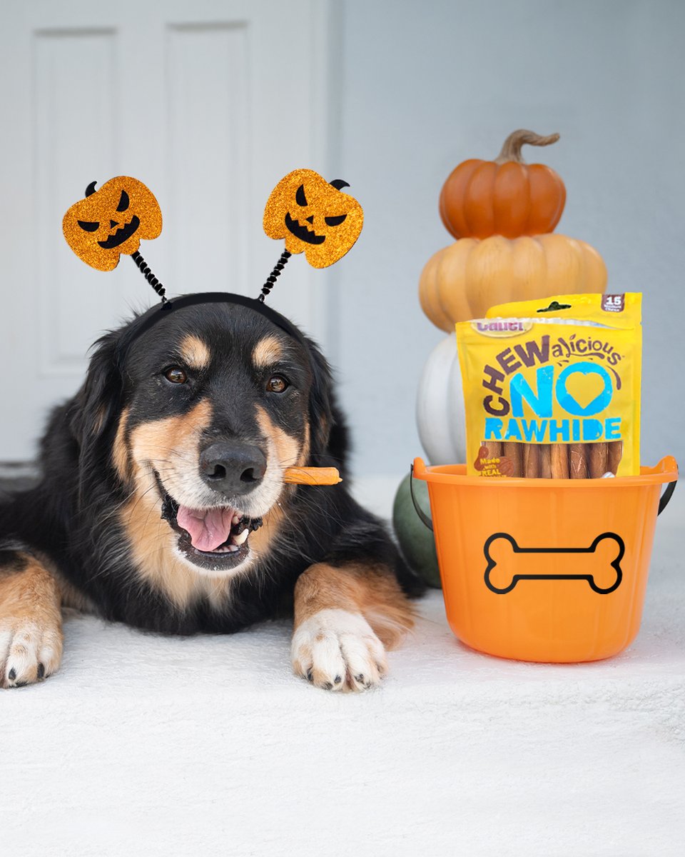 CadetPet's tweet image. Your dog wants treats, too!  👻 Stock up on Chewalicious Classic Chewy Rolls from @Amazon this Halloween!

bit.ly/3IpYvum

#CadetPet #Halloween #Chewalicious #chewtreats #amazon