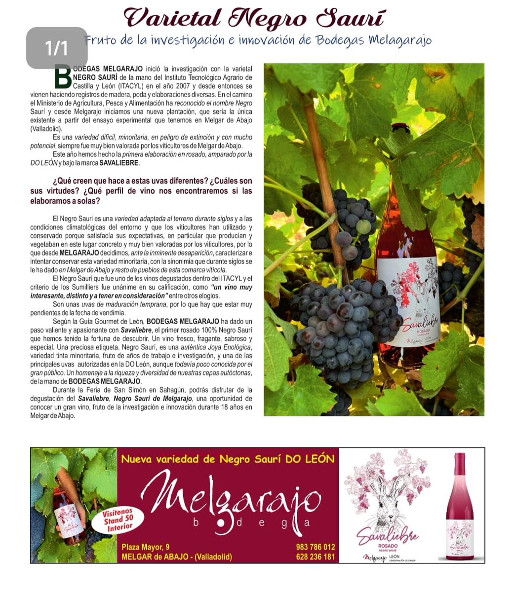 Este fin de semana Bodegas Melgarajo estará en la Feria de San Simón en Sahagún y presentará entre otros la novedad de la Variedad Negro Saurí, con la marca SAVALIEBRE. Disfrutalo, es minoritario, único e innovador amparado por la DO LEON y única referencia en España