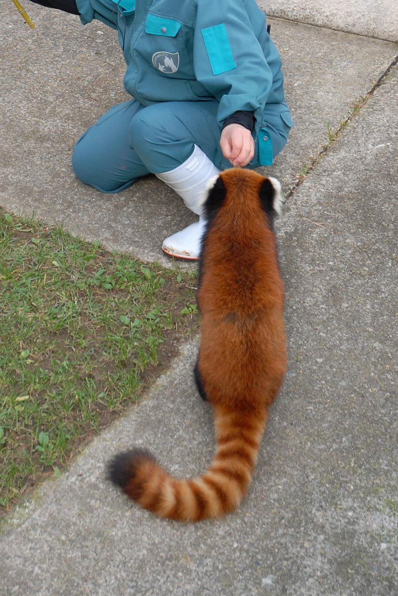 金華山パンダとこぱんだページです☆ 金華山PANDAとこぱんだ。様専用ページ