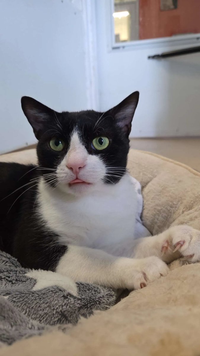 RappCatsAdopt's tweet image. We tried to tell Gunnar it's not a #tongueout day but he insisted to give us a #blep with a side of #biscuits 
He is such a goofy ham 💚