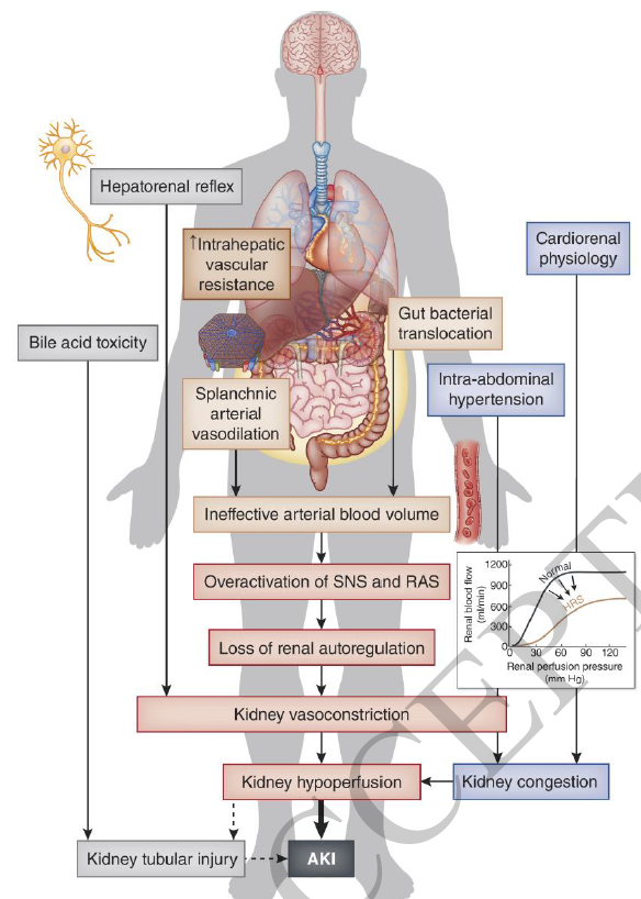 RafaelLpezMrqu2's tweet photo. Treating Hepatorenal Syndrome in the Current Era JASN 2025. 
✅"Utilizing POCUS, a study found that up to two-thirds of patients with presumed HRS may actually be either normovolemic or hypervolemic"
✅rates of HRS-1 reversal Terlipressin vs NE
https://t.co/uI9z5ECKbj. https://t.co/CjGzSM57OU