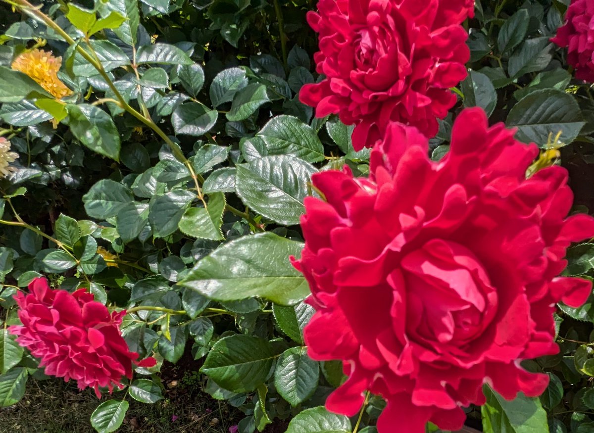 花柴コロン on X