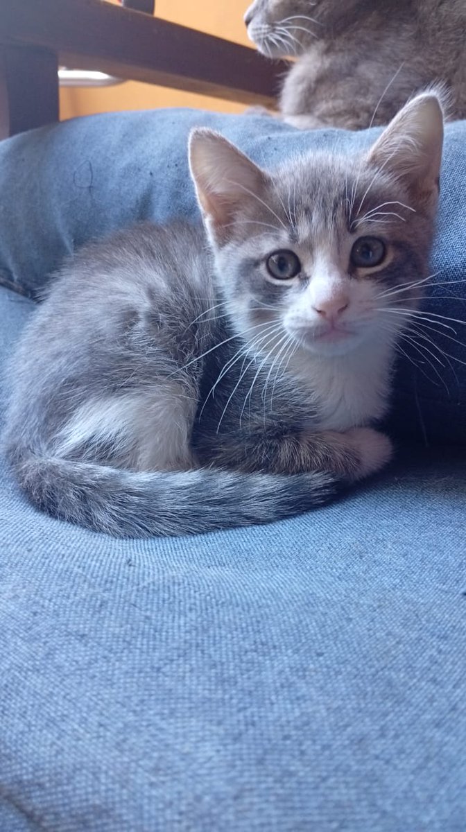 ⚠️EMERGENCY COMMISSIONS⚠️

My kitten was attacked by a dog and broke his leg. He needs surgery that costs around $400 USD.

If you’d like to help by getting a commission or donating on Ko-fi, I’d be really grateful. DM me if interested.

RTs mean a lot too 🙏

[Links below]