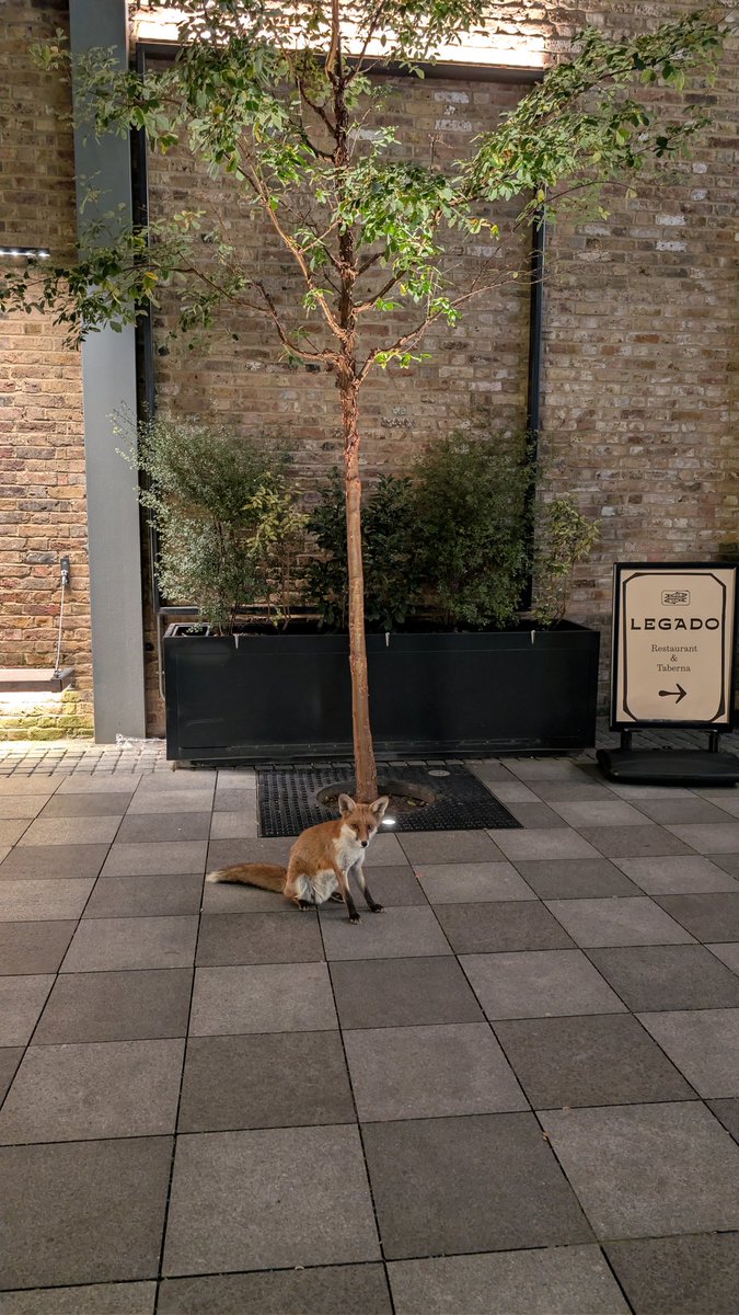 野生？のキツネにエンカウント。