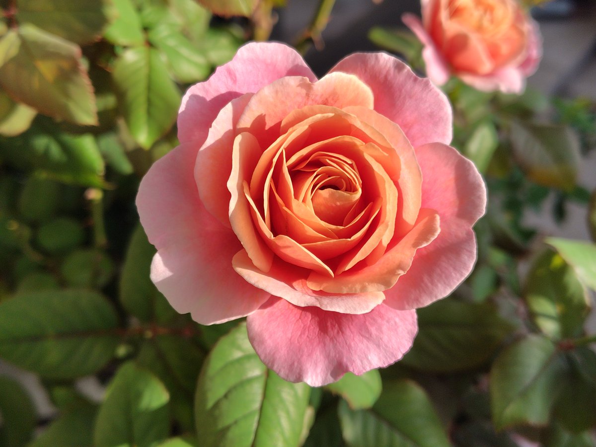 あいうえお (@simoitouzu) / Posts / X