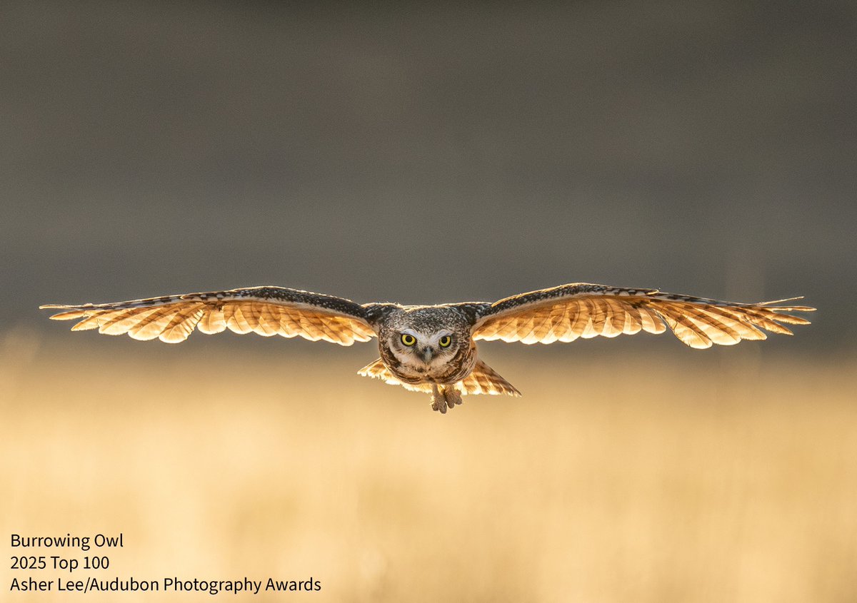 Join us in congratulating Asher Lee, whose majestic photo of a Burrowing Owl in flight in Syracuse, Utah, earned a spot in the 2025 Audubon Photography Awards Top 100! Read his story behind the shot at buff.ly/oXEvd51. 

#birds #Utah