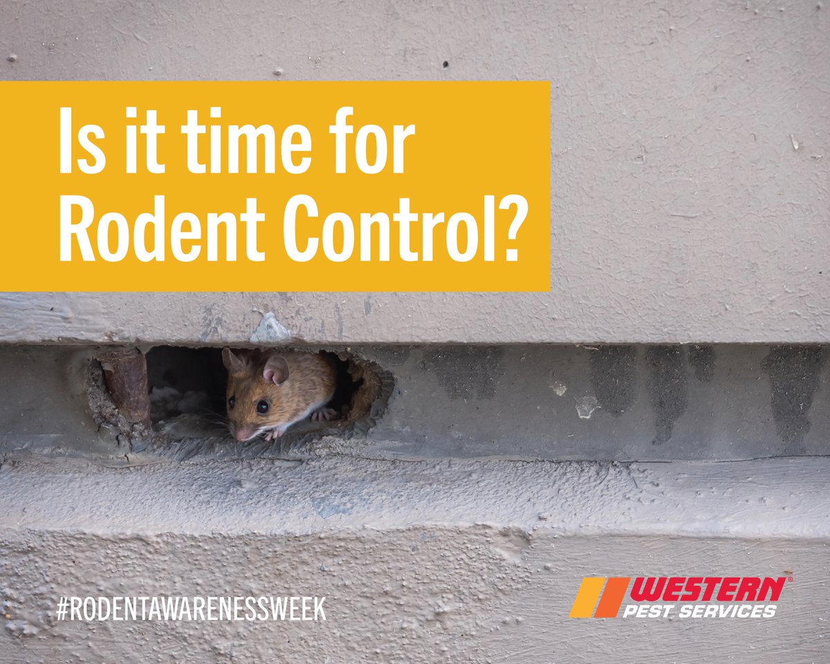 WesternPestSrvc's tweet image. #RodentAwarenessWeek🐀: Still not sure if you have a rodent issue on your hands? Learn the 5 signs it&apos;s time for a commercial #rodent control plan: bit.ly/3Z4ogWV