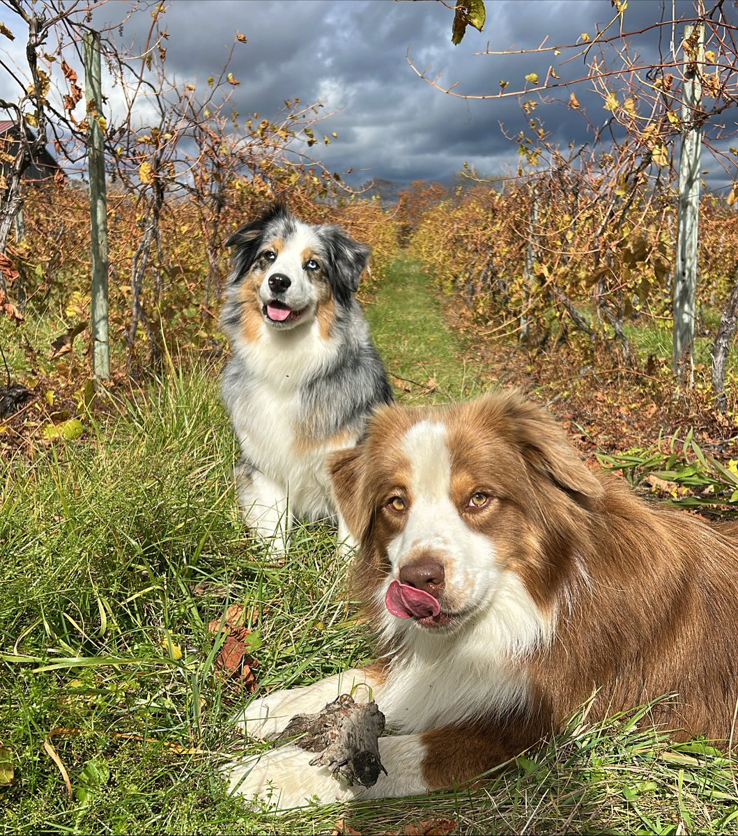 Nothing beats fetch in the vineyard! 🐶🍇 

#flx #lakewoodvineyards #senecalake #australianshepherd #wine #watkinsglen
