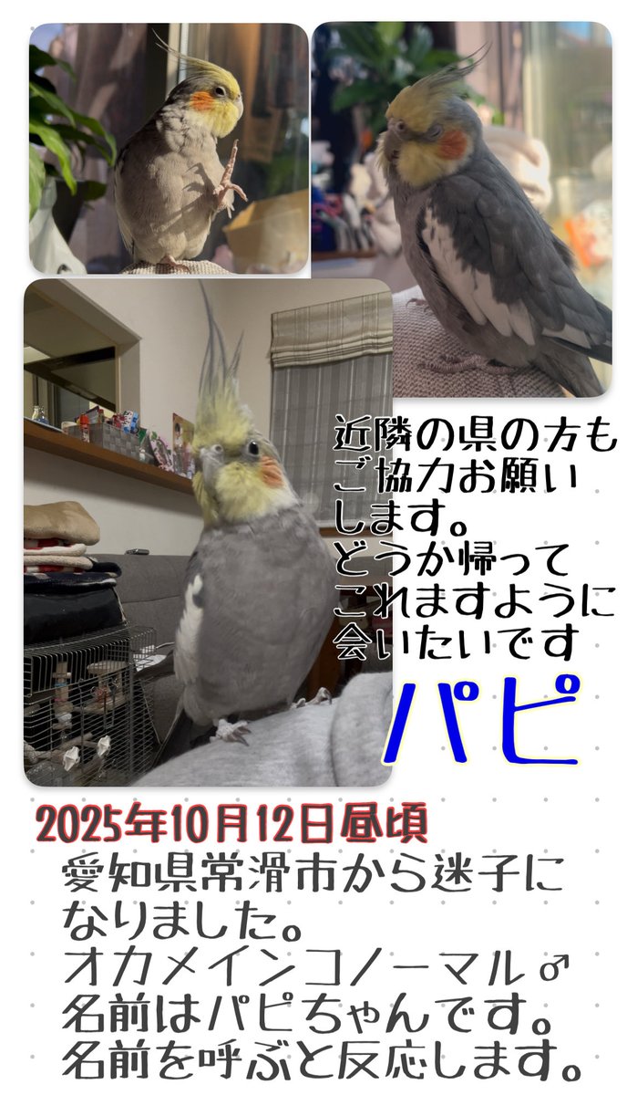 ワンコちゃん☺️ on X