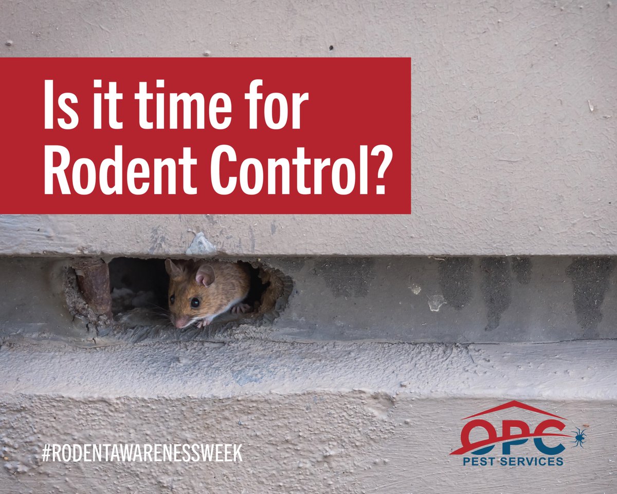 OPCPest's tweet image. #RodentAwarenessWeek🐀: Still not sure if you have a rodent issue on your hands? Learn the 5 signs it&apos;s time for a commercial #rodent control plan: bit.ly/3Yvls4O
