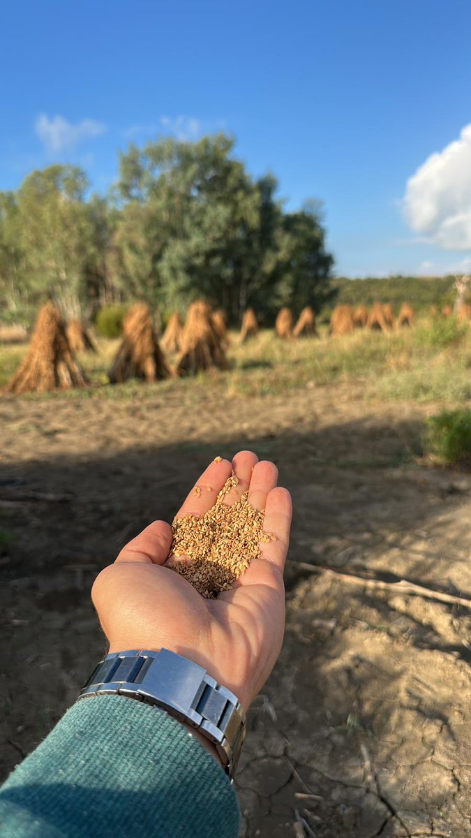 Türkiye’nin yerli susam üretimi, tüketimi karşılayamadığı için 2023’te 215 bin ton susam ithalatı yapıldı.

Aynı yıl 250 doktor ortaklığında kurulan Tabipler Tarım Kooperatifi, satın aldığı arazilere Türkiye'nin ithalatçı olduğu susamları ata tohum olarak ekti.

Ürünlerini