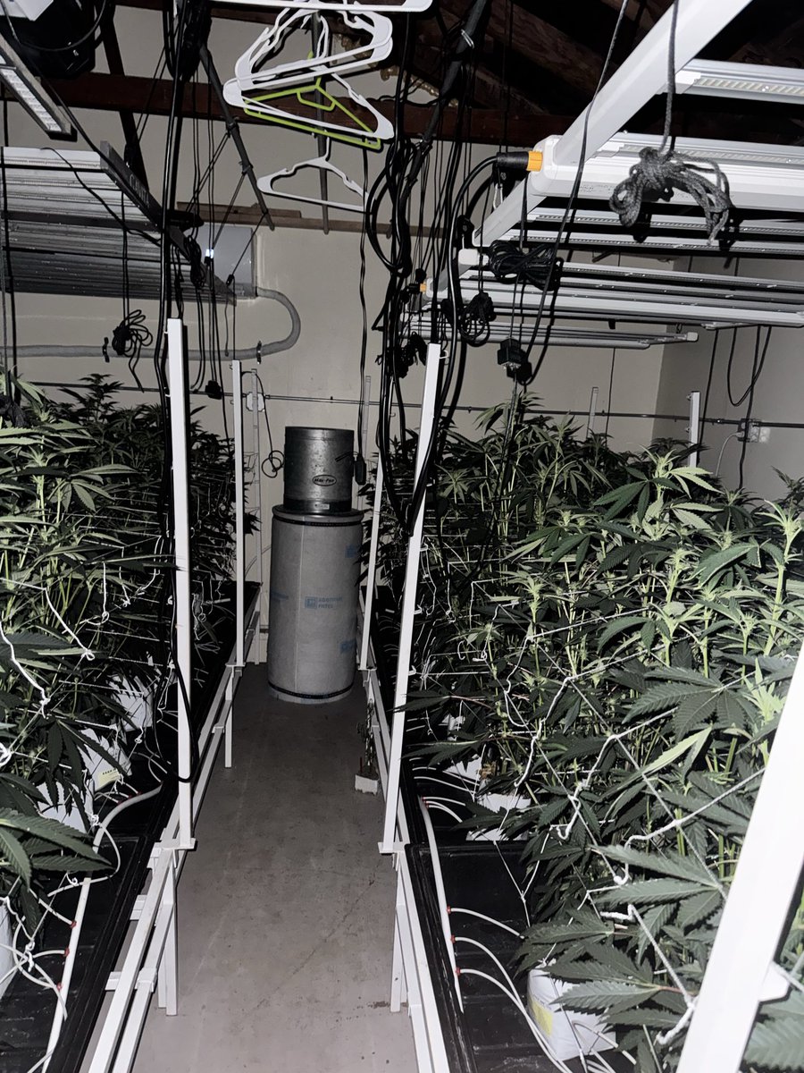 Yellowthumb213's tweet image. #BOZO hunt coming along nicely. Not sure what I’m looking for exactly but I’m pretty sure I’ll find something nice. No herms yet surprisingly. 

#boloruntz x #zoap