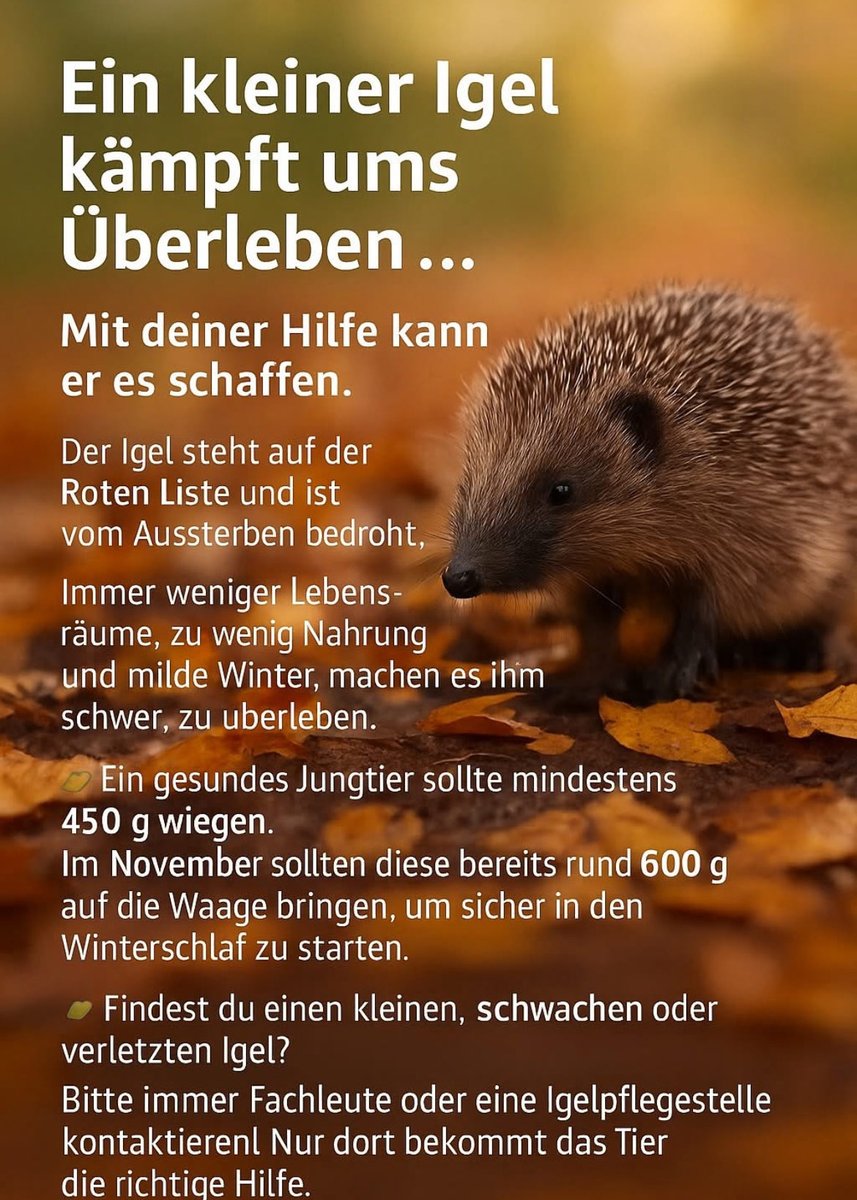 ‼️‼️‼️‼️‼️🦔‼️‼️‼️‼️‼️🦔