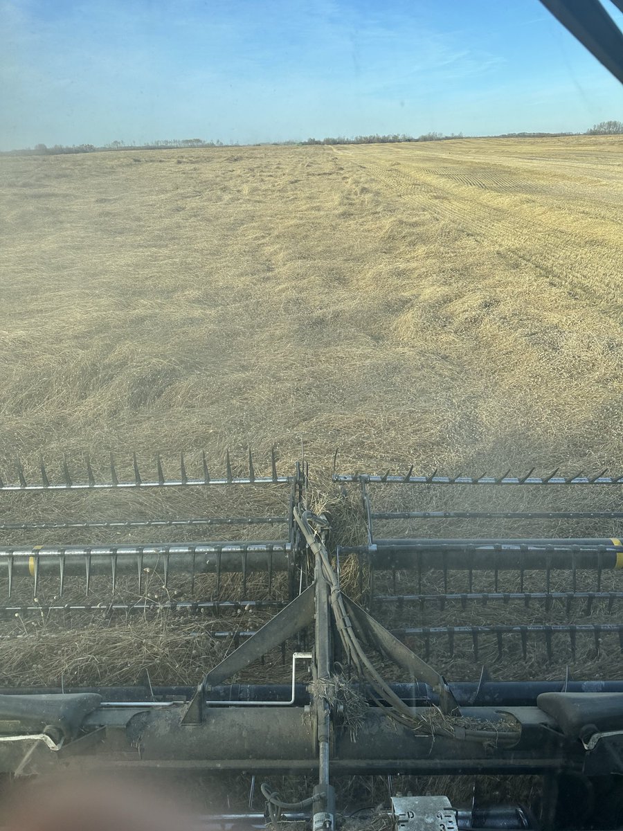 Does anyone know the history of canary seed. Was it bred and developed to be the crop it is or was it a naturally occurring plant we started to grow. I know the itchless was bred but where did Keet come from?