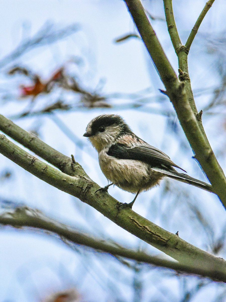 こんちちワンさん まるちー on X