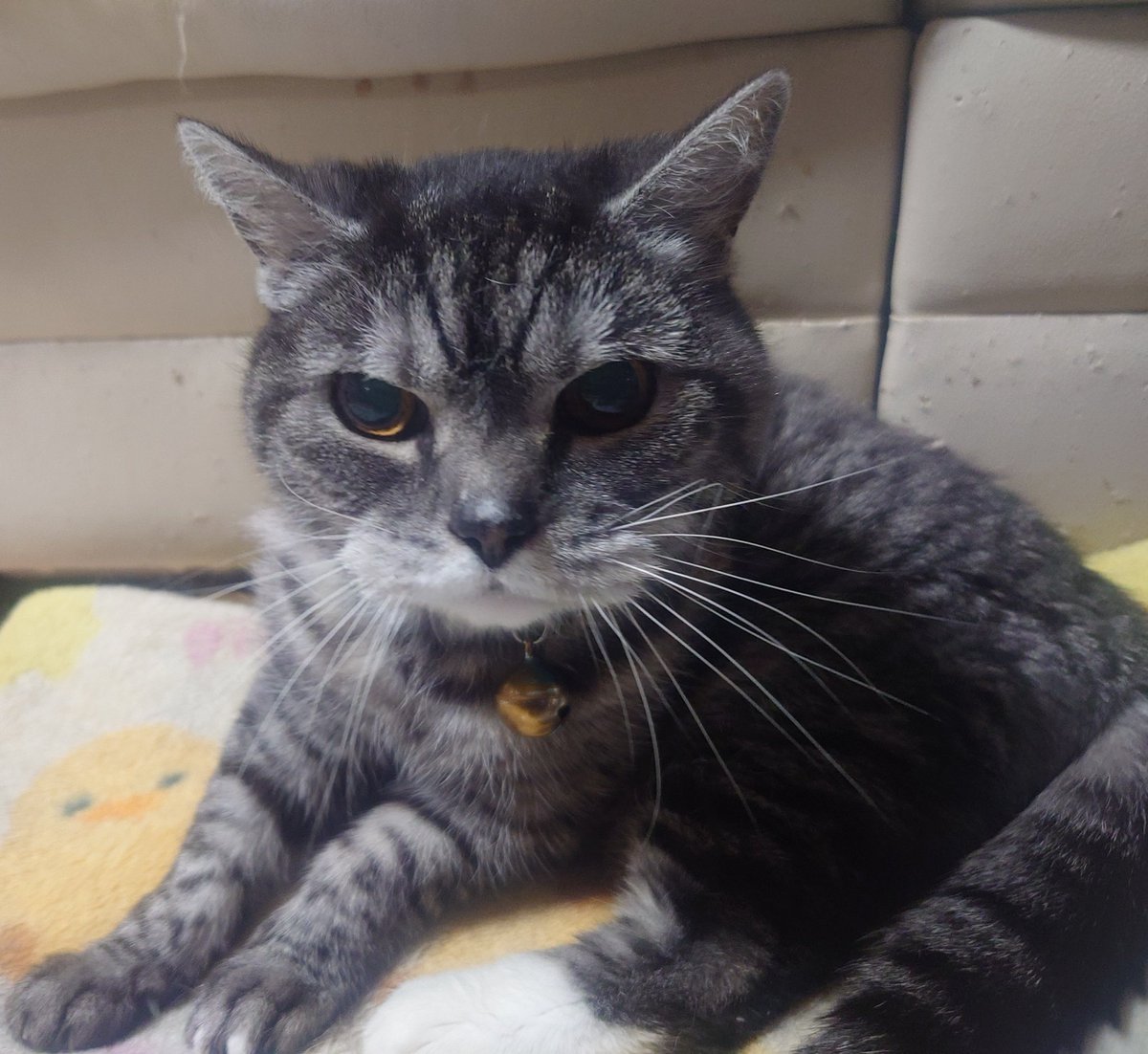 128QAM (@raphael_root_su) on Twitter photo おはようカムイ君だニャン🐱
今日は、
世界パスタデー
産業観光の日
民間航空記念日
リクエストの日
島原の乱の日
新潟米の日
信濃の国カレーの日
プリンの日
いたわり肌の日
だニャン🐱
スパゲッティとかマカロニの2種類に区別されるニャン🐱 おはようカムイ君だニャン🐱
今日は、
世界パスタデー
産業観光の日
民間航空記念日
リクエストの日
島原の乱の日
新潟米の日
信濃の国カレーの日
プリンの日
いたわり肌の日
だニャン🐱
スパゲッティとかマカロニの2種類に区別されるニャン🐱