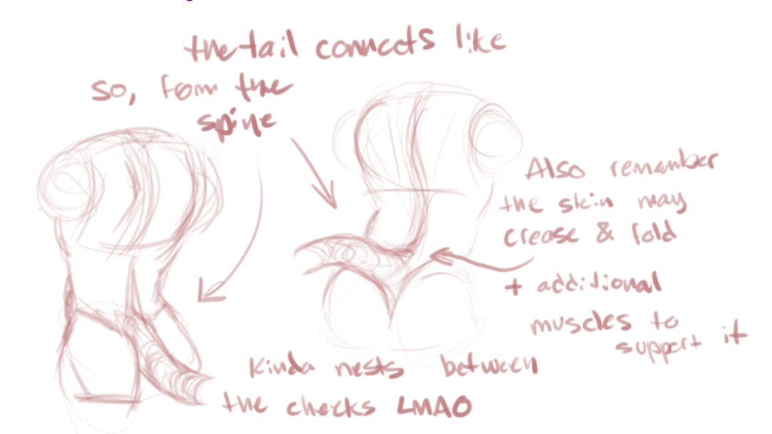 bappoillust's tweet image. Quick thing for drawing humanoids with tails + how it would connect to the tailbone/spine
#art #arthelp #artref #arttip