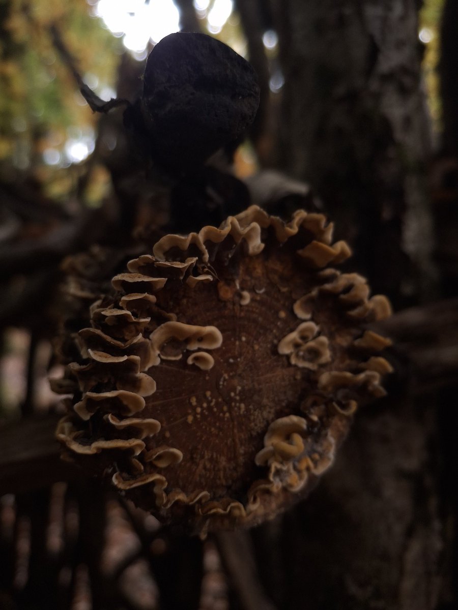 Shades of autumn and the lure of forbidden fruits in the Forest... 

#ForestofDean #Gloucestershire #autumn