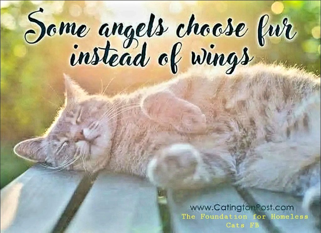 <a href="/PeterAskin1/">Peter Askin</a> <a href="/AdamsPaulGrimke/">Kayleigh Spencer</a> 35