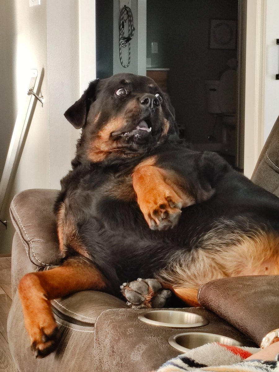The look Maggie gives Mom when the belly rubs have stopped.