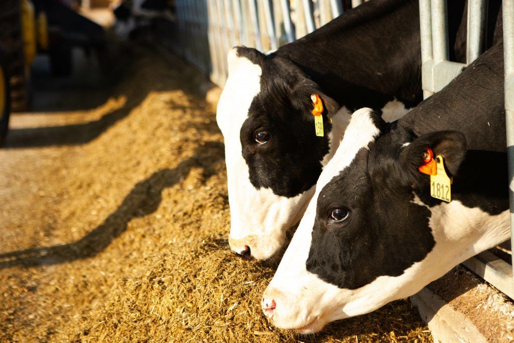 eDairyNews's tweet image. #FMMO Class I #Milk Price Plummets to $16.75: Why It #Matters. Read the News 👉 buff.ly/9vpH36y