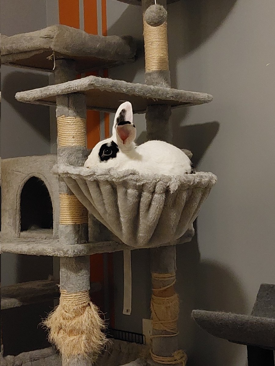well,, , mine papa did "adopt" an rabbite bromther for me. he is,,, an "menace" type, but Im love him.

Im even share mine catte tree with him