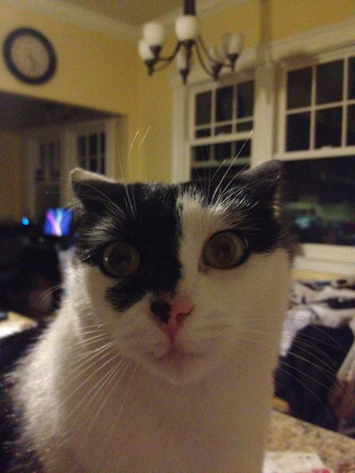 MichaelLBelcher's tweet image. In just 7 days, Basement Cat will rise from the ashes once again to battle Ceiling Cat for Earths existence.

#BelchingToadProductions #DrivingAroundtheWorldandtheUniverse  #cat #cats #kittens #kitten #catmemes #caturday #catsofinstagram #CatsOnTwitter #halloween #spooky