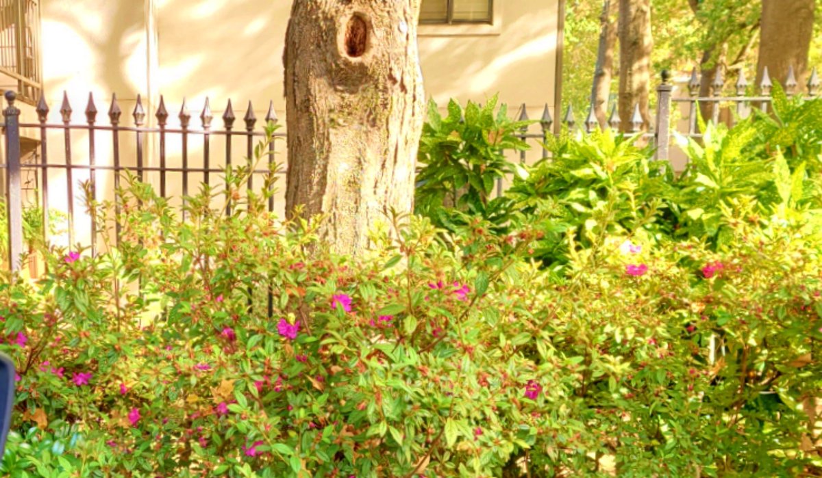 .
rhe flowers in my hood
are always a sight that is good 
Friday evening in O4W
.
Had my first ever hearing exam today.
I heard that smart butt.
.
The things we do to keep ourselves in tip top healthiness.
.