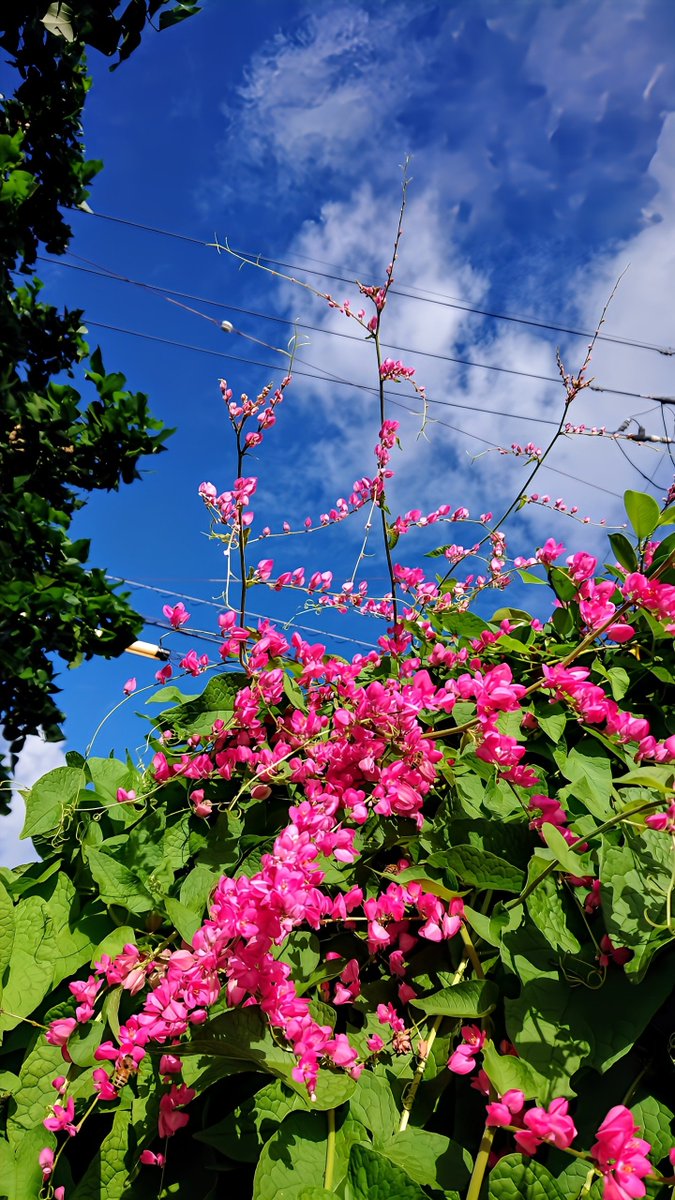 🌺りおん𓆉𓂃.𓈒𖡼𓂂 on X