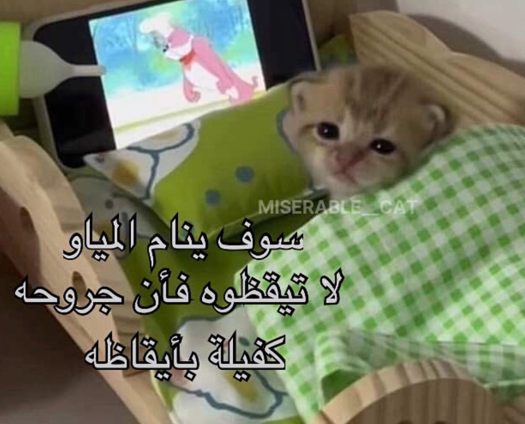 6Noqat's tweet image. 