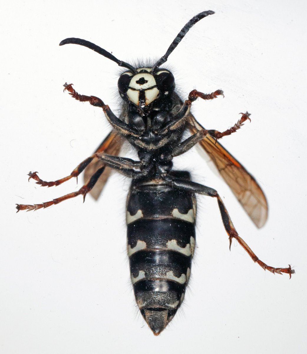 Entomological Society of Alberta tweet media