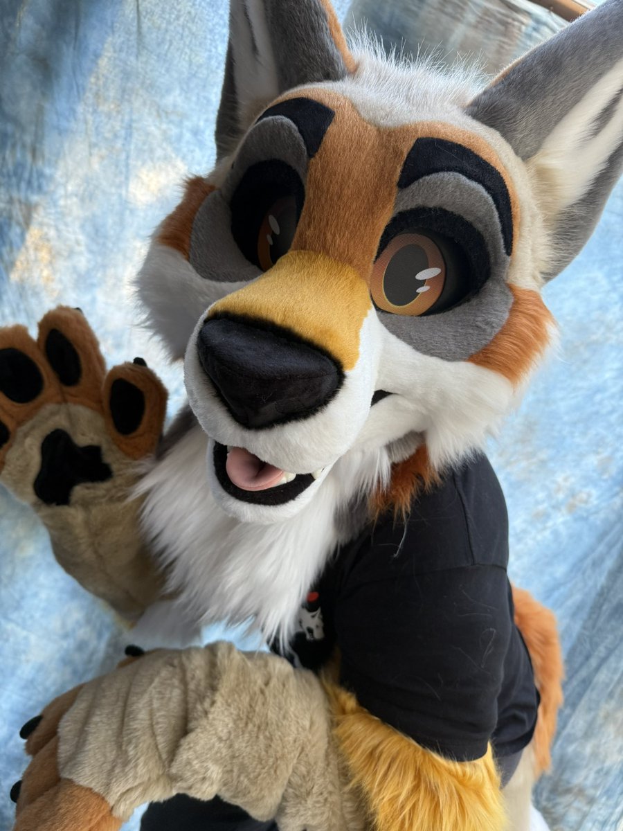 BlueHarborC's tweet image. Welcome to the family…
Acer Coyote 🍂🍁🍃
#fursuitfriday