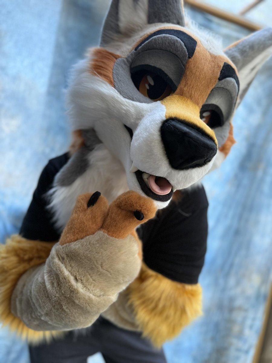 BlueHarborC's tweet image. Welcome to the family…
Acer Coyote 🍂🍁🍃
#fursuitfriday