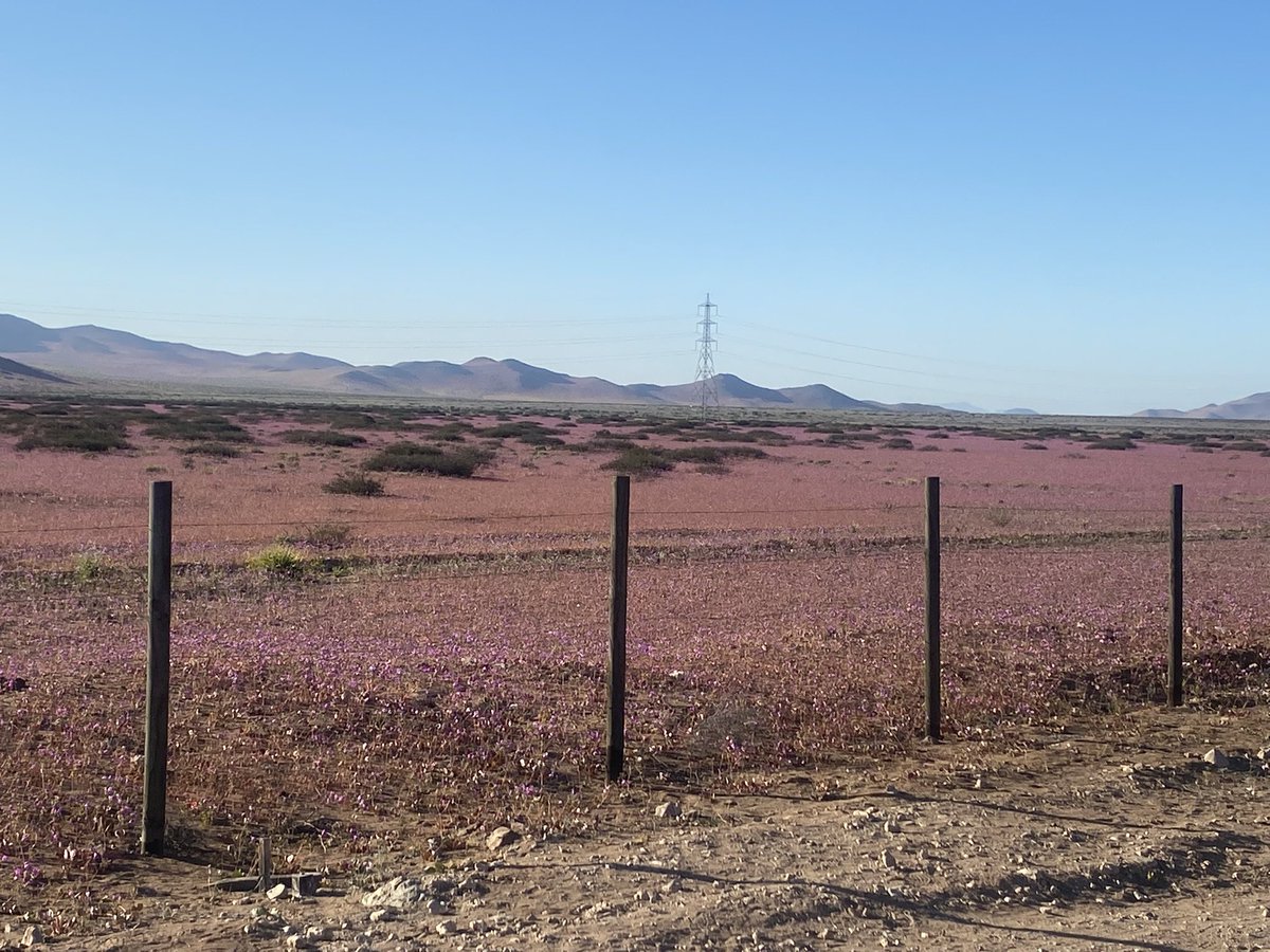 Desierto florido