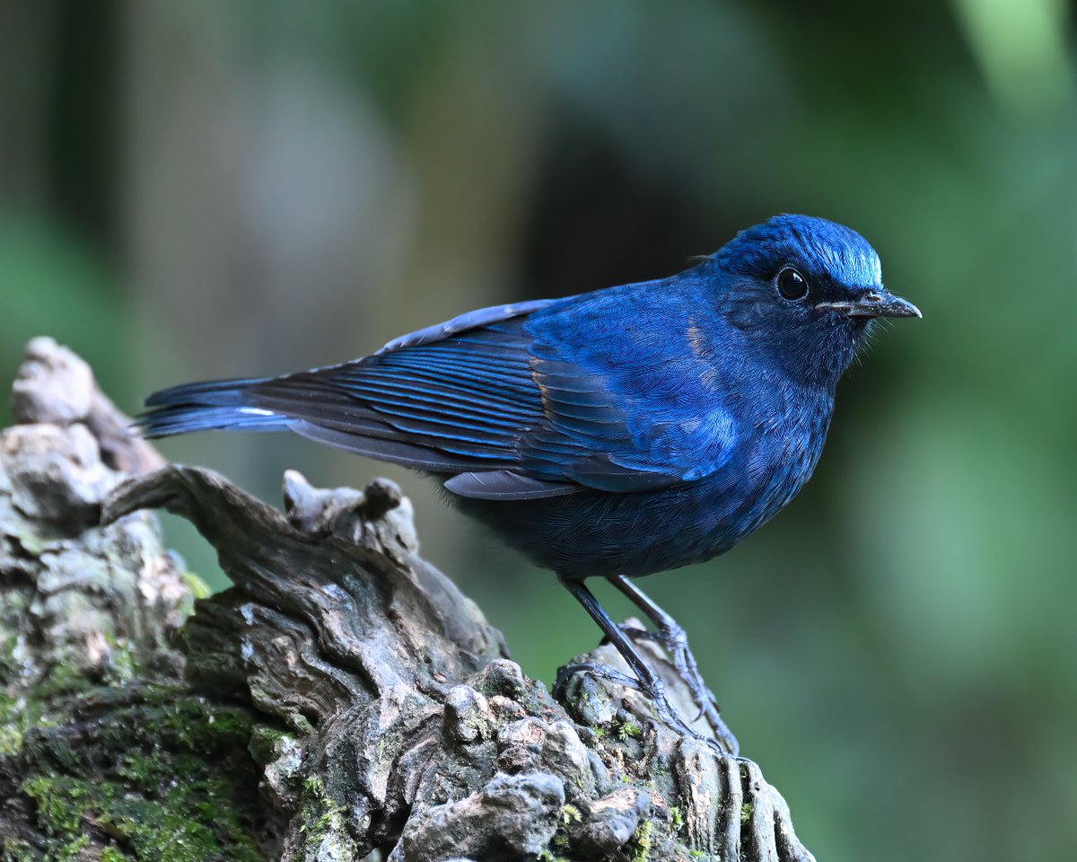 MbarkCherguia's tweet image. White-tailed Robin: its rich blue and brighter patches on crown and wings are beautiful in good light

📸:   @softcorebirder (Instagram) ©️