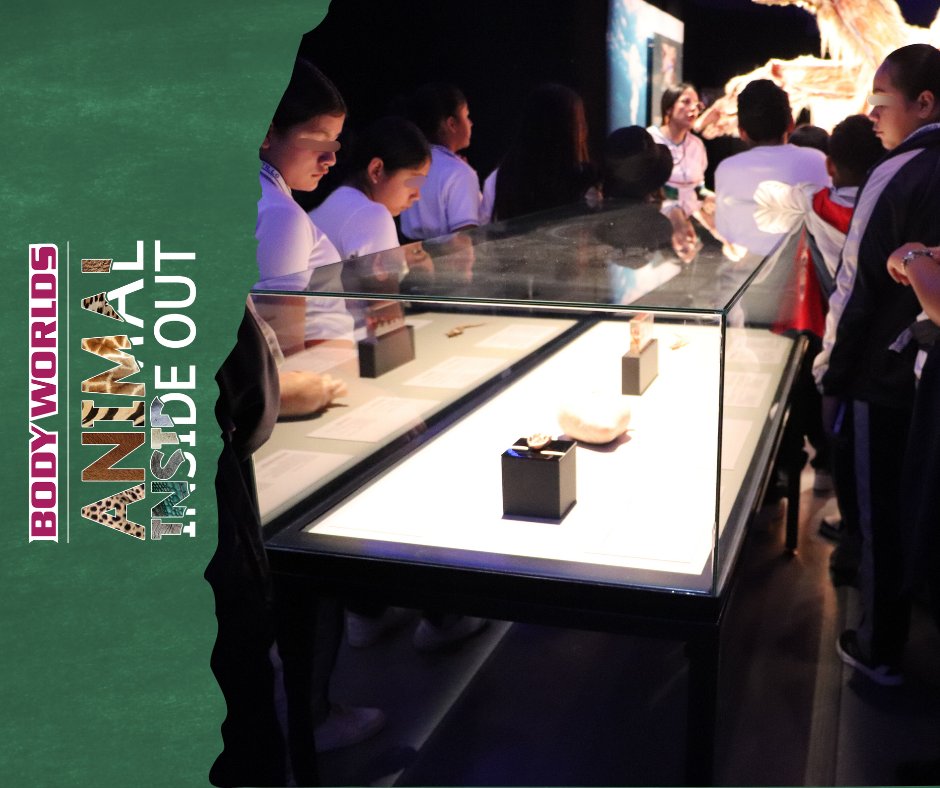 ExploraLeon's tweet image. ¡Qué día tan increíble tuvimos! Cerramos nuestras visitas escolares con estudiantes de todos los niveles, desde primaria hasta universidad, estamos muy felices por que han sido parte de este espectáculo científico.
Reserva tu visita escolar: reserva@explora.mx