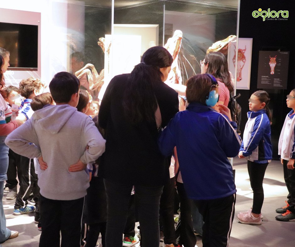 ExploraLeon's tweet image. ¡Qué día tan increíble tuvimos! Cerramos nuestras visitas escolares con estudiantes de todos los niveles, desde primaria hasta universidad, estamos muy felices por que han sido parte de este espectáculo científico.
Reserva tu visita escolar: reserva@explora.mx