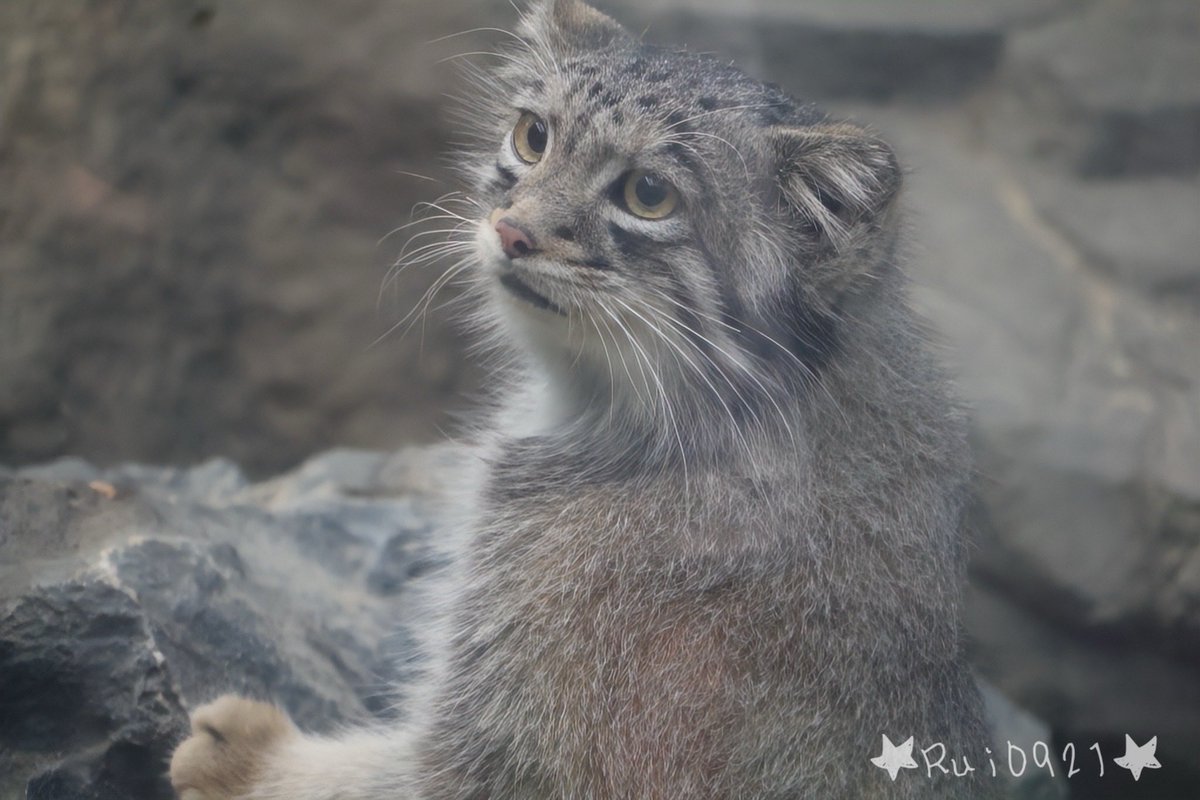 🥁 Rui 0921🥁 on X