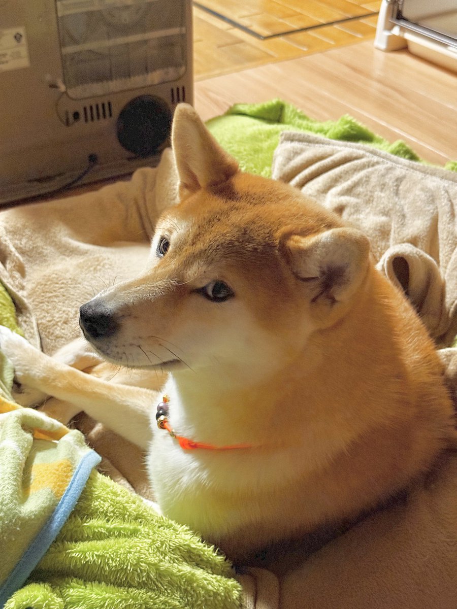 柴イヌ 735499 豆柴 - YouTube