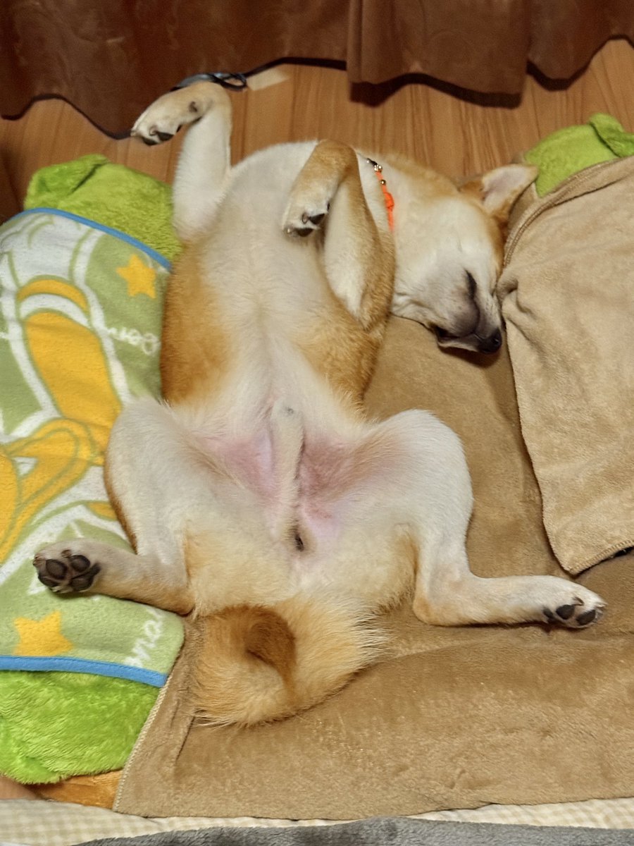 柴イヌ JxK.Studio】JXK054ABC shiba inu Leg Lift 1/6スケール 柴犬 イヌ