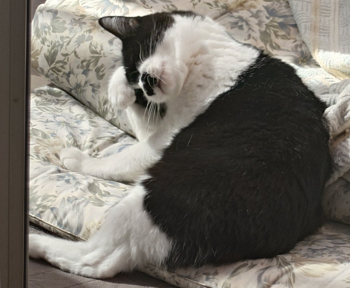 ちゃる❤︎₍ᐢ..ᐢ₎様 chica0726-cats&animals (@cats_chica0726) / Posts / X