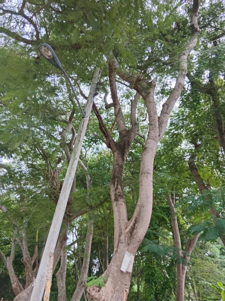 La  Empresa Eléctrica de Granma implementa acciones preventivas para  minimizar los daños que pudiera ocasionar la tormenta tropical Melissa  en el sistema eléctrico de la provincia, mediante la actualización de  los planes de contingencia y prevención de riesgos.