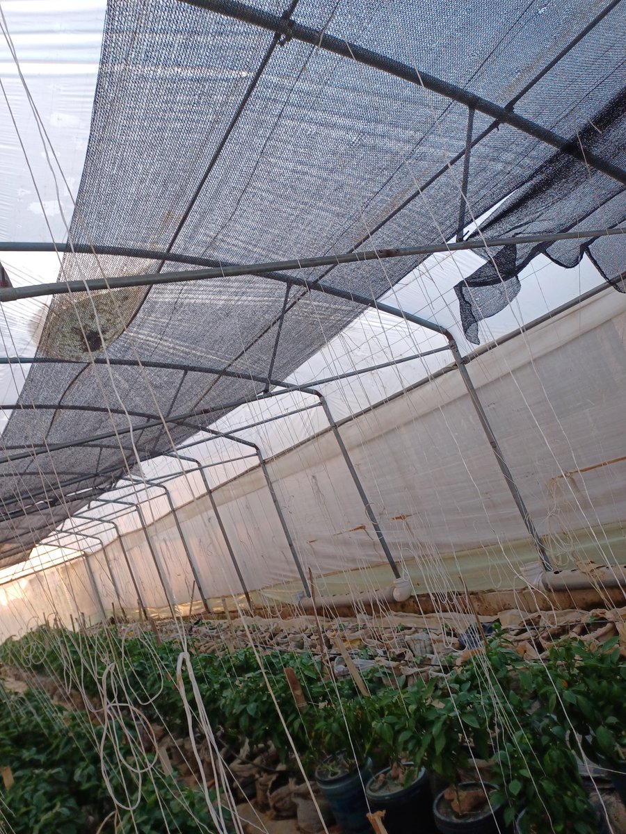 flashup4all's tweet image. As weather don change,  na to update your process.  Seems the the rains are out in Kaduna, Nigeria so we had to install our shade nets today to control  temperature in the greenhouse.  Next is to install in the open field.