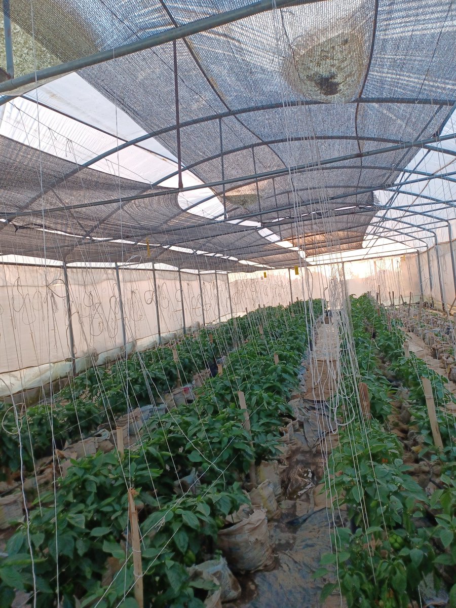 flashup4all's tweet image. As weather don change,  na to update your process.  Seems the the rains are out in Kaduna, Nigeria so we had to install our shade nets today to control  temperature in the greenhouse.  Next is to install in the open field.