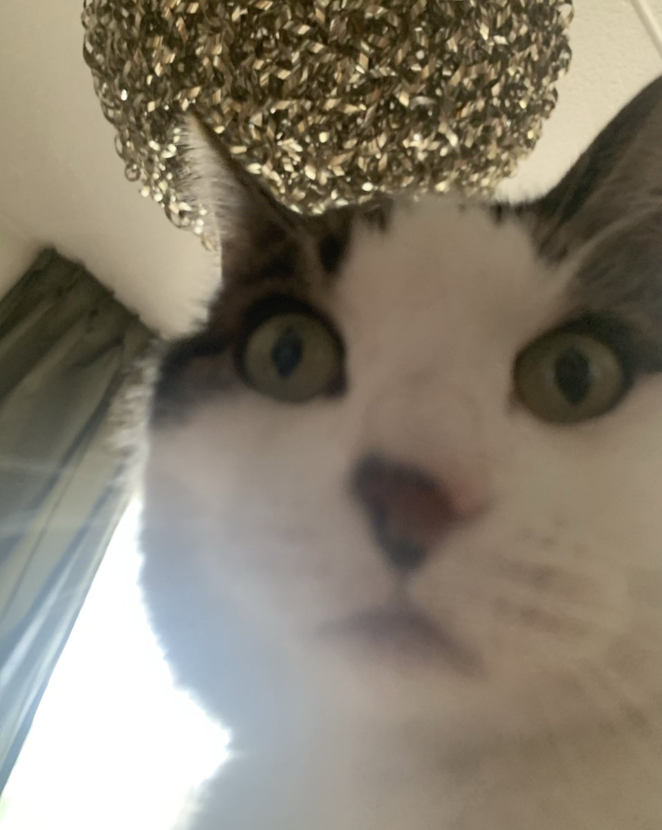 TheCatNamedMags's tweet image. PLEASE YES MORE MONEY FOR MY CATNIP ADDICTION GIMME